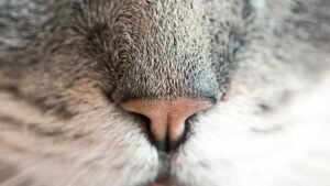 MetaMask Rolls Out Debit Card Nationwide, Bridging Crypto and Real-World Spending