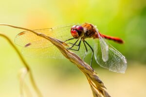 Dragonfly Capital Raises $650M to Bridge Crypto and Traditional Finance