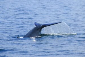 The Hidden Hands of DeFi: How Whales Shape the Market
