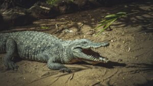 ‘Active Treasury’ is a dangerous misnomer that must not be ignored