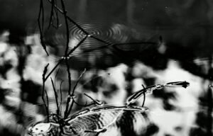 Ripple Expands Digital Asset Services in Brazil, Eyes Central Bank Approval