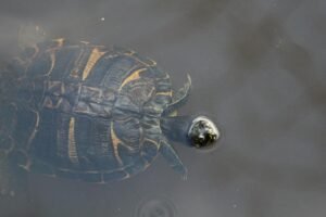 North Carolina Takes a Bold Step with Bitcoin: State Reserve Proposal Gains Momentum