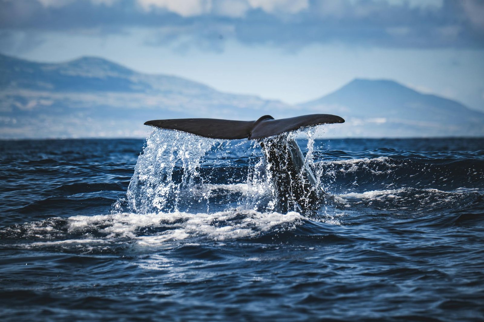 XRP risk-reward improves as whale accumulation rises: Will price follow?