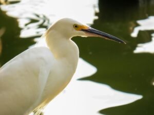 Banco do Brasil Extends Pix Payments to Argentina: A Leap Towards Cross-Border Financial Integration