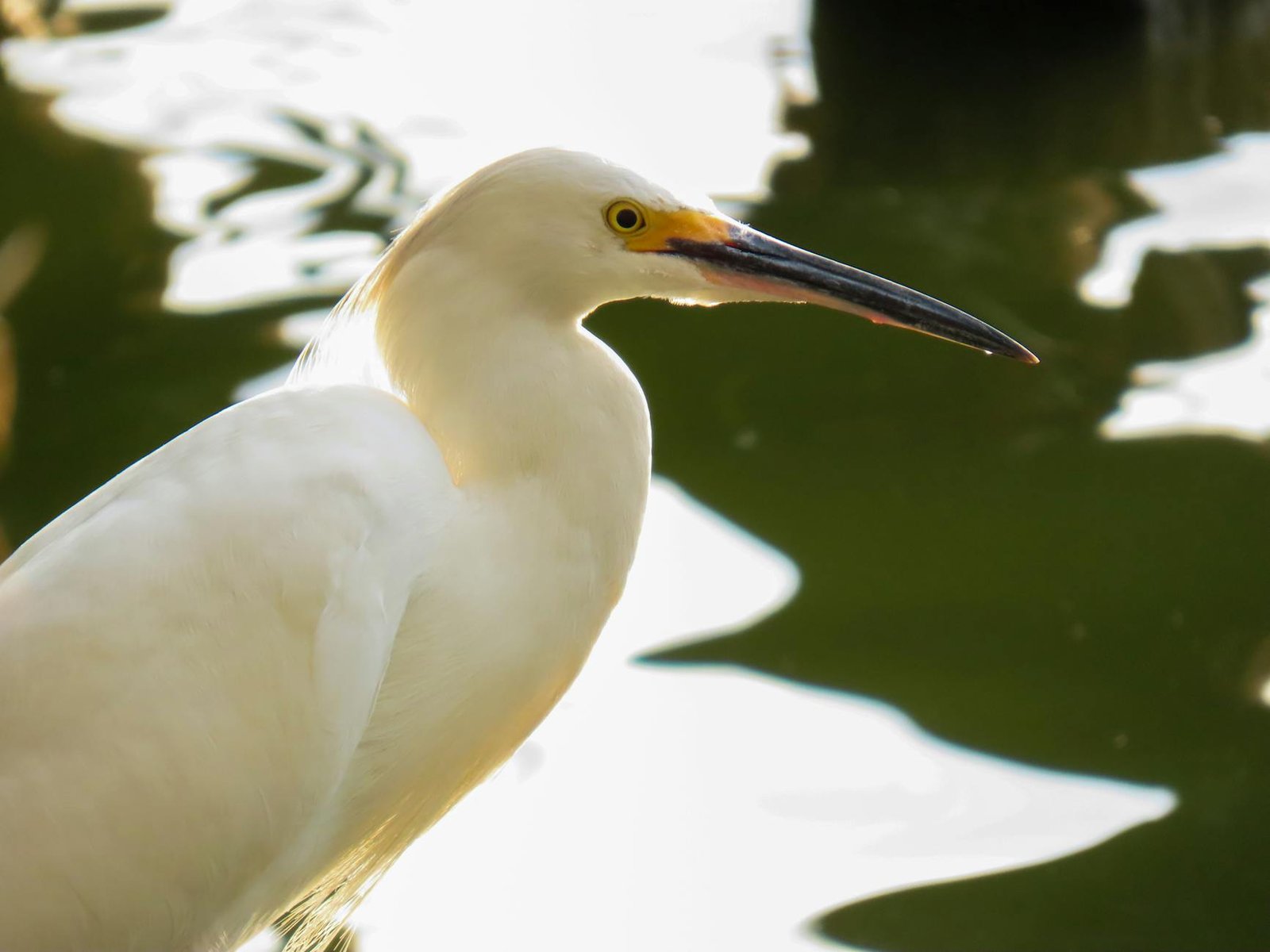 Banco do Brasil Extends Pix Payments to Argentina: A Leap Towards Cross-Border Financial Integration