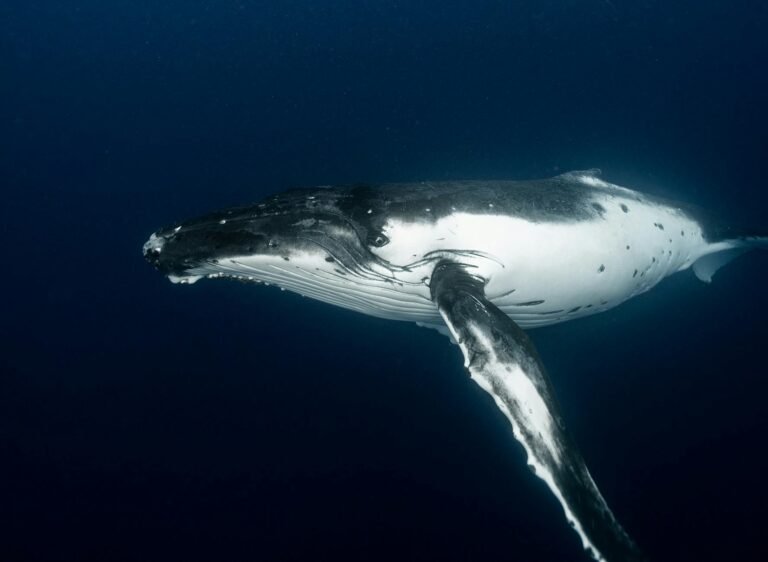 Ancient Bitcoin Whale Surfaces: 2,100 BTC Worth $146M Moves After Years of Dormancy