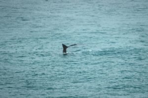 Whales, sharks buy 61,000 BTC in a month amid global uncertainty