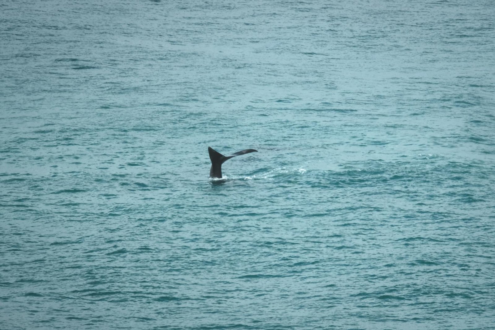 Whales, sharks buy 61,000 BTC in a month amid global uncertainty