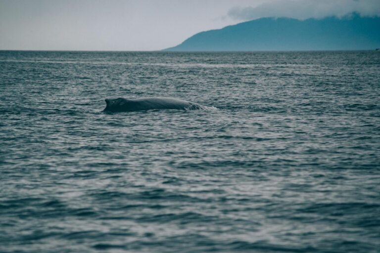 SIREN Token Rally Faces Scrutiny Over Potential Heavy Whale Control
