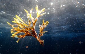 Standard Chartered Calls Kelp Aftermath DeFi's 'Antifragile Moment'