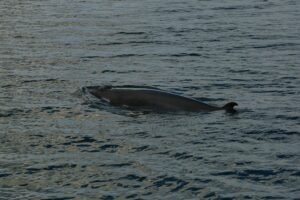 TRUMP whales load up as Mar-a-Lago luncheon approaches