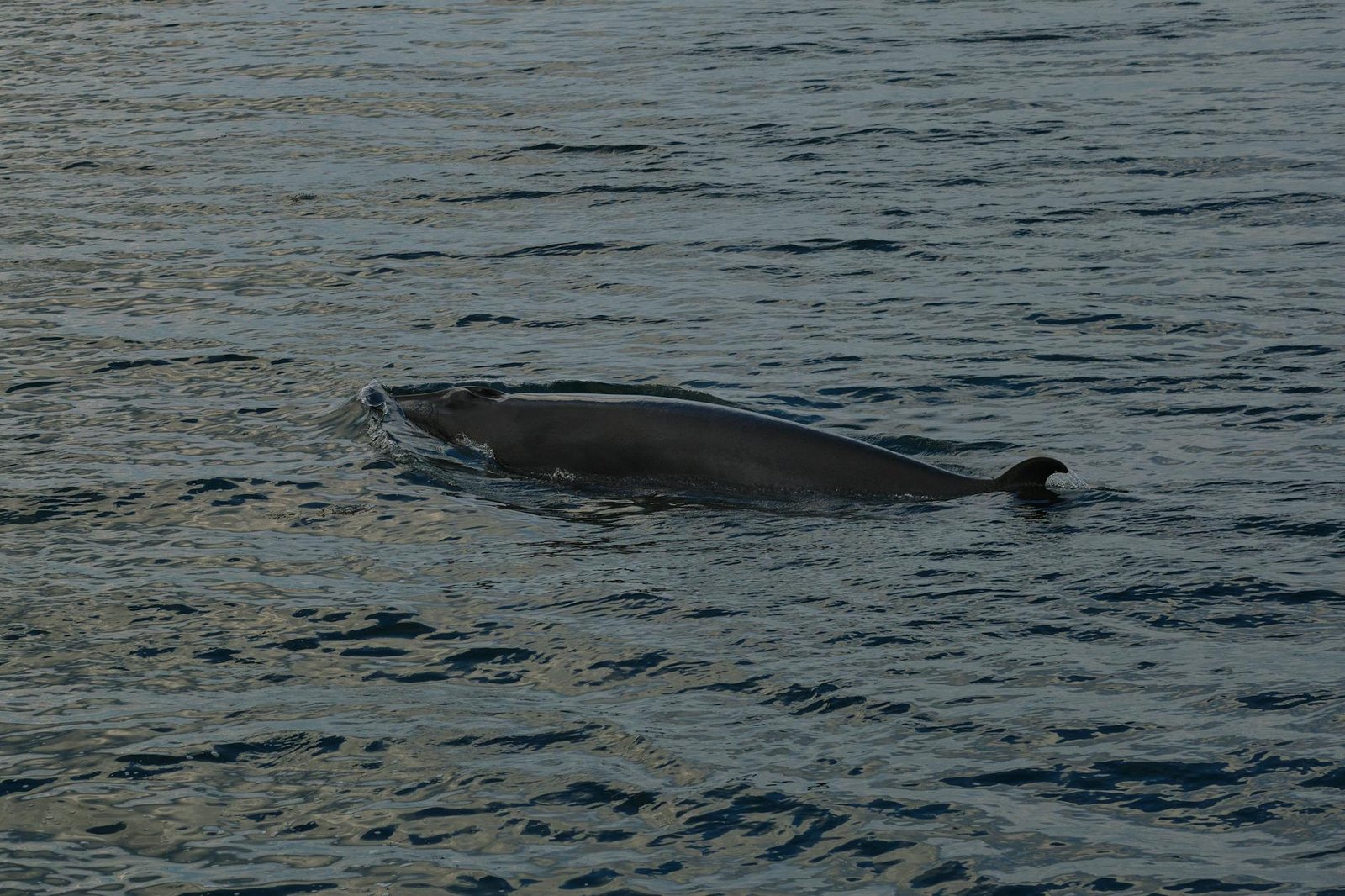 TRUMP whales load up as Mar-a-Lago luncheon approaches