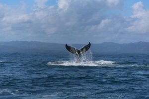 Cryptoquant Data Shows Whale Deposits at Highest Level Since July 2024 Near Bitcoin Key Resistance