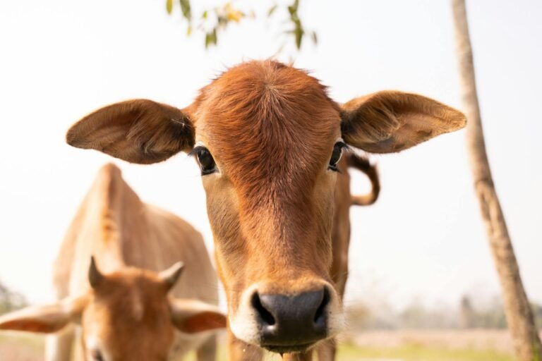 DAO behind CoW Swap urges users to stay off platform after ‘hijacking‘