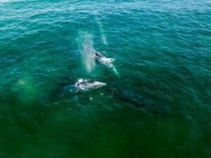 Bitcoin whale holdings hit five-month high: Is BTC headed to $80K next?