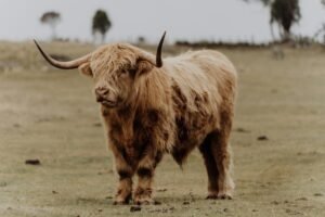 NFT bull Steve Aoki sells his SHIB, ETH, and PEPE. His Bored Apes are down 88%.