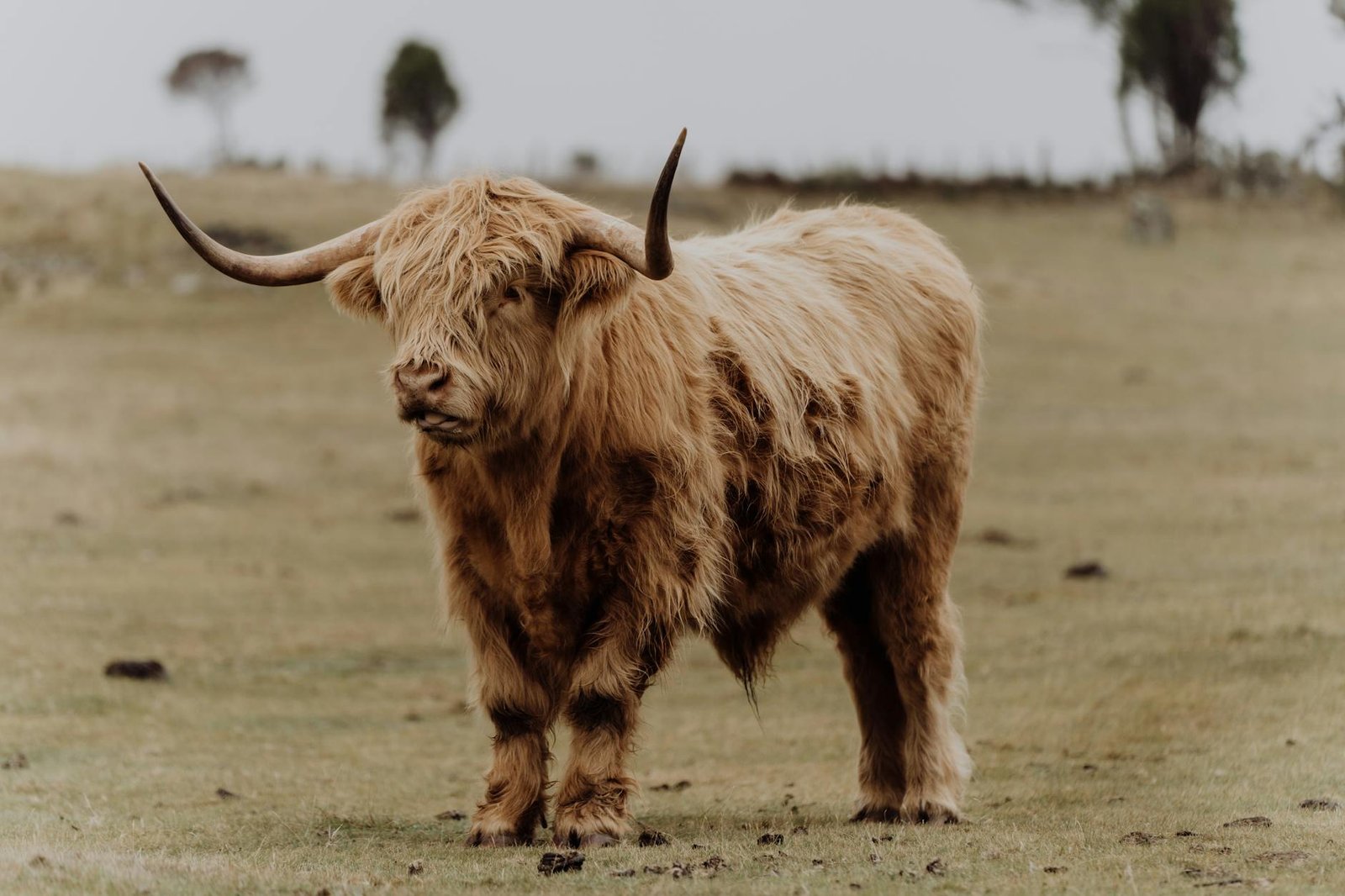 NFT bull Steve Aoki sells his SHIB, ETH, and PEPE. His Bored Apes are down 88%.