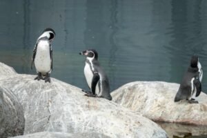 Pudgy Penguins rally coincides with token unlock as analyst flags exit liquidity risk