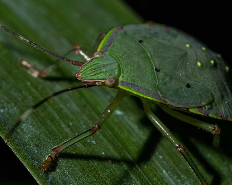 Litecoin Confirms Zero-Day Bug Caused 13-Block Reorg, Network Patched and Stable