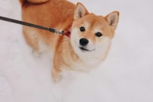 Dogecoin jumps 4.5% to nearly 10-cents, outperforming bitcoin and ether