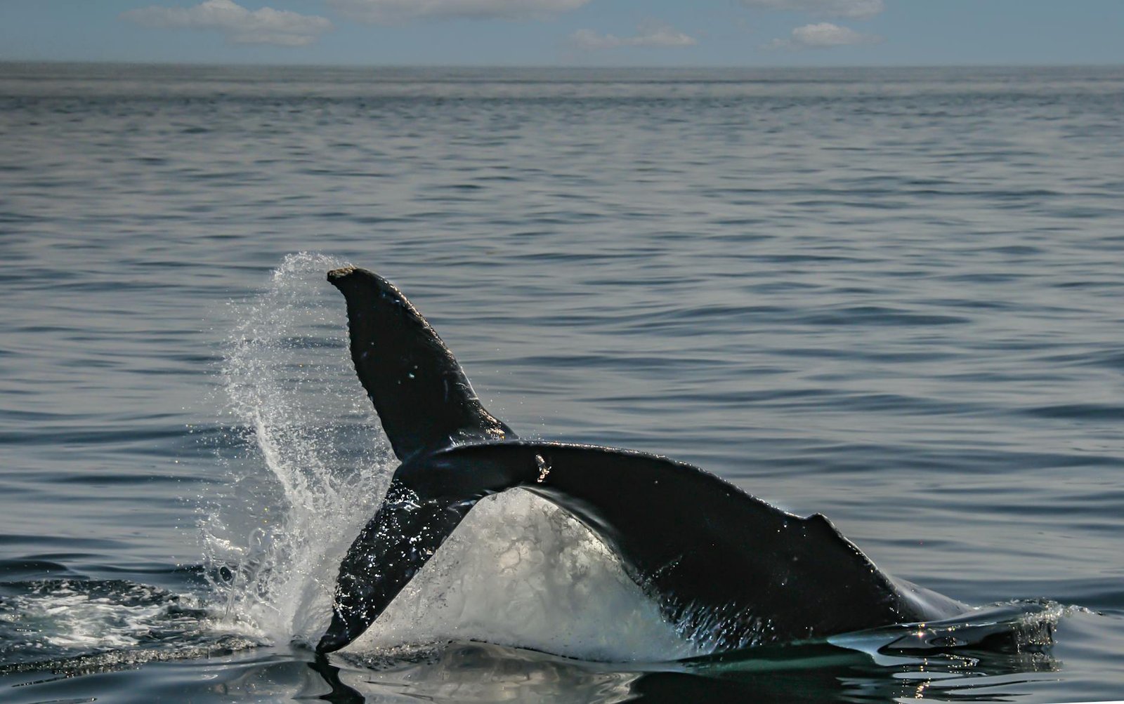 Bitcoin Tests $75,000 as Whales Accumulate 270,000 BTC