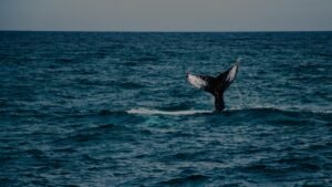 Trump token sees whale accumulation ahead of Mar-a-Lago gala; senators raise questions over event