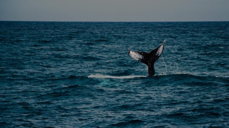 Trump token sees whale accumulation ahead of Mar-a-Lago gala; senators raise questions over event