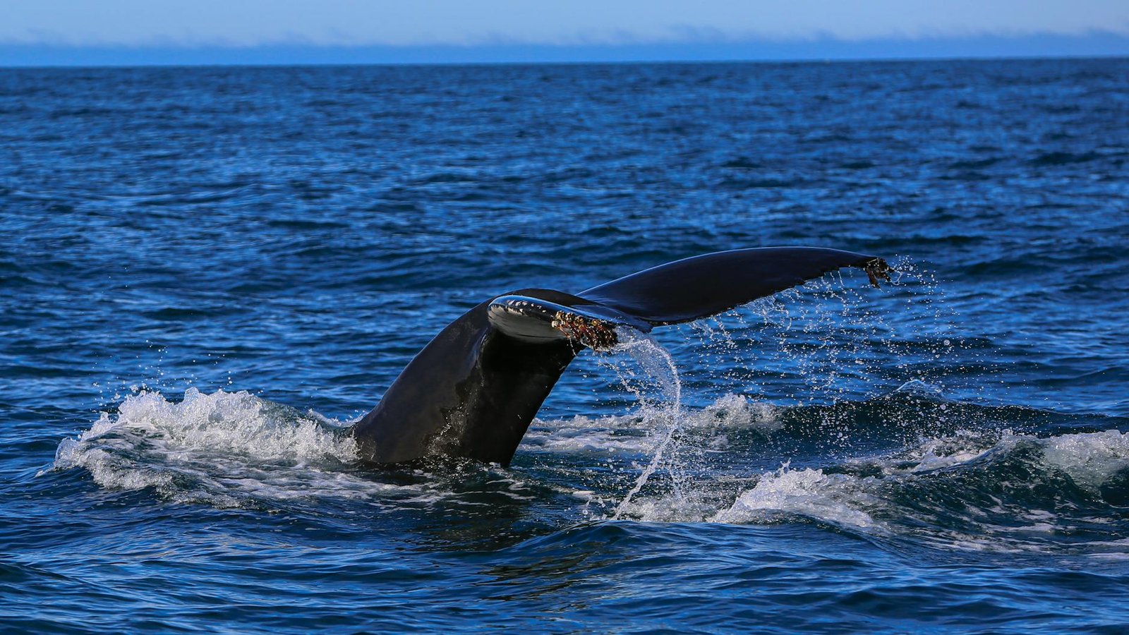 Bitcoin Whale Last Active in 2014 Executes Five-Transaction Move Totaling 500 BTC