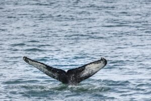 Bitcoin whales build long positions as funding stays deeply negative