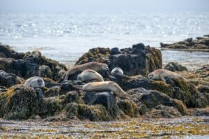 Sealminer A4 Series Debuts as Bitdeer Hits New Bitcoin Mining Efficiency Record