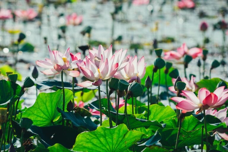 Lotus Taps WisdomTree Money Market Fund to Build Yield Floor into DeFi Lending