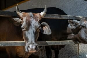 Cow Protocol Halts Trading After Frontend Domain Hijack