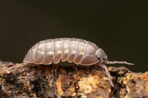 Litecoin Postmortem: MWEB Bug Let Attacker Fake 85,034 LTC Pegout Before Devs Froze Funds