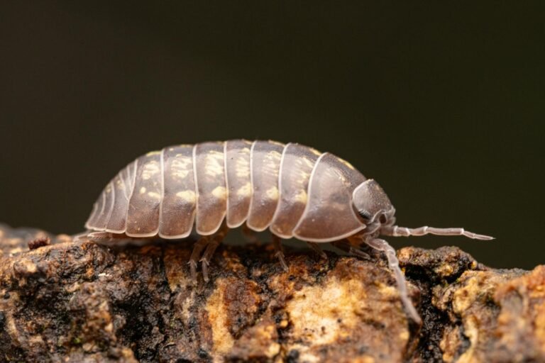 Litecoin Postmortem: MWEB Bug Let Attacker Fake 85,034 LTC Pegout Before Devs Froze Funds