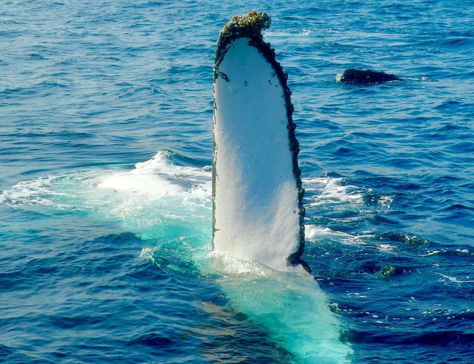 Crypto whale holding oil shorts walks away with $2 million in profit