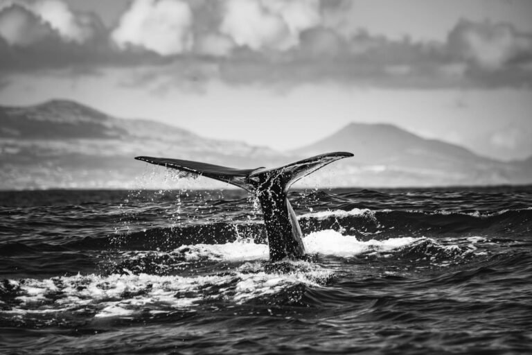 Bitcoin eyes $90K as whales absorb 20x daily BTC supply in 30 days