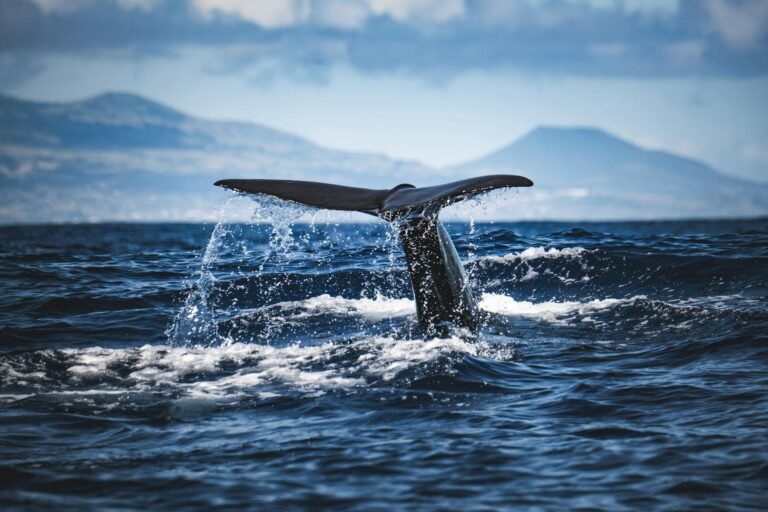 Ethereum whale opens $90M long bets as ETH price chart eyes $3.2K
