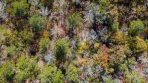 Alabama becomes second US state to grant DAOs legal status under DUNA