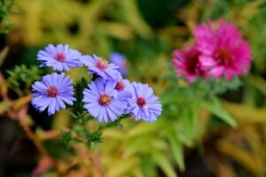 Aster to Settle RWA Perps Exclusively in USD1