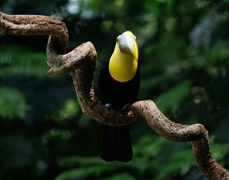 BitMEX pitches ‘canary fund’ alternative to Bitcoin quantum coin freeze