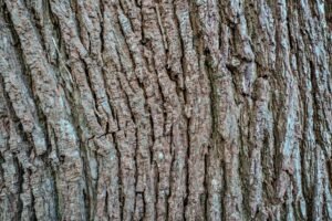 SecondHQ’s Bark Boasts New era of Bitcoin Payments, drawing in former Blockstream developers