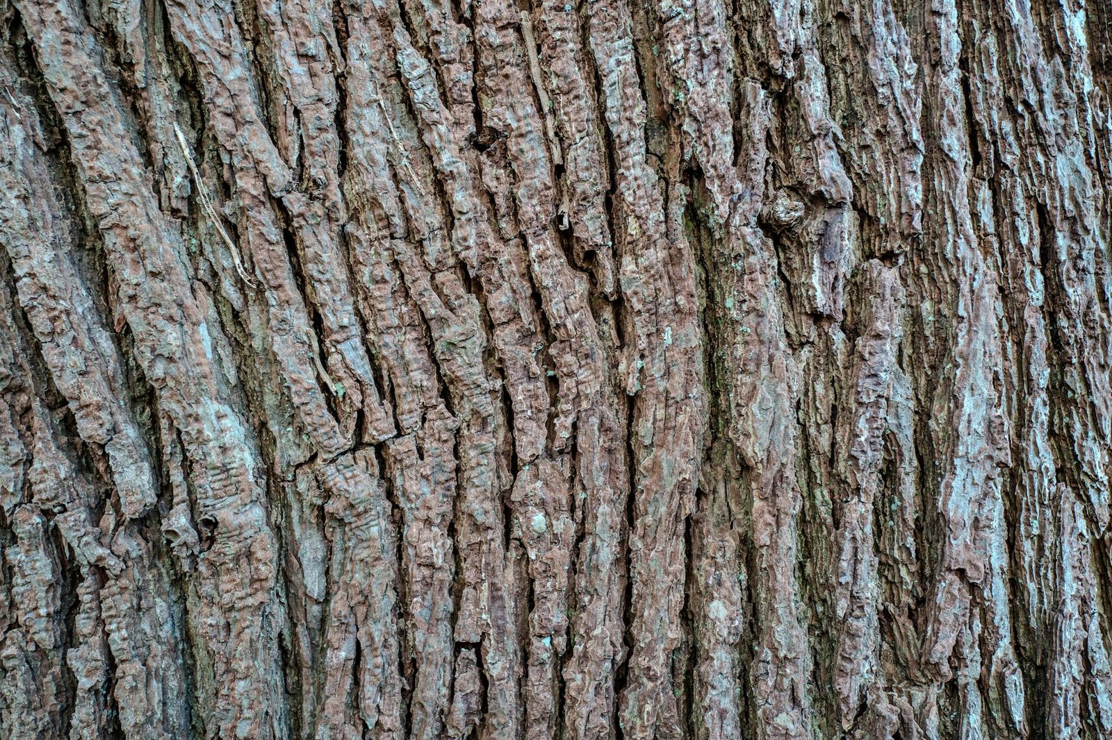 SecondHQ’s Bark Boasts New era of Bitcoin Payments, drawing in former Blockstream developers