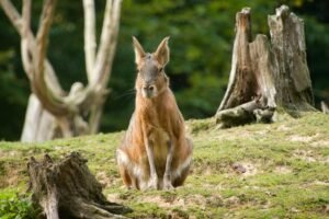 Beyond the Hashrate: Why MARA Just Laid Off 15% of Its Staff