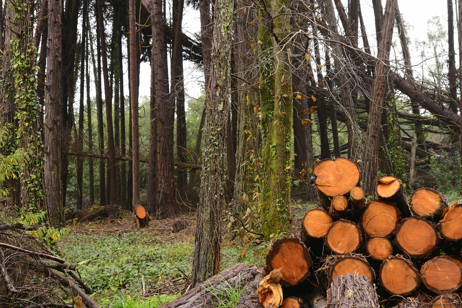 Nasdaq Logs 11th Straight Gain, S&P 500 Hits Record Close Amid Iran Peace Talks