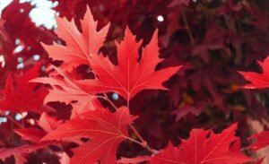 Maple Finance Surpasses $7B in Total Bridge Volume: Maple