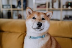 Dogecoin climbs 3% toward 10-cents as ether breakout drive memecoin bets