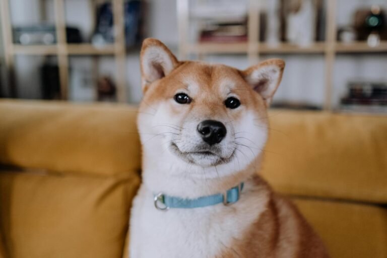 Dogecoin climbs 3% toward 10-cents as ether breakout drive memecoin bets
