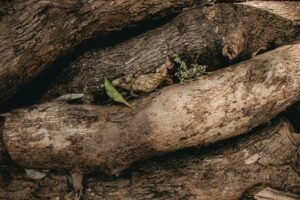 Atlas Goes Live on Rootstock With Support for BTC, ETH, USDC, and More