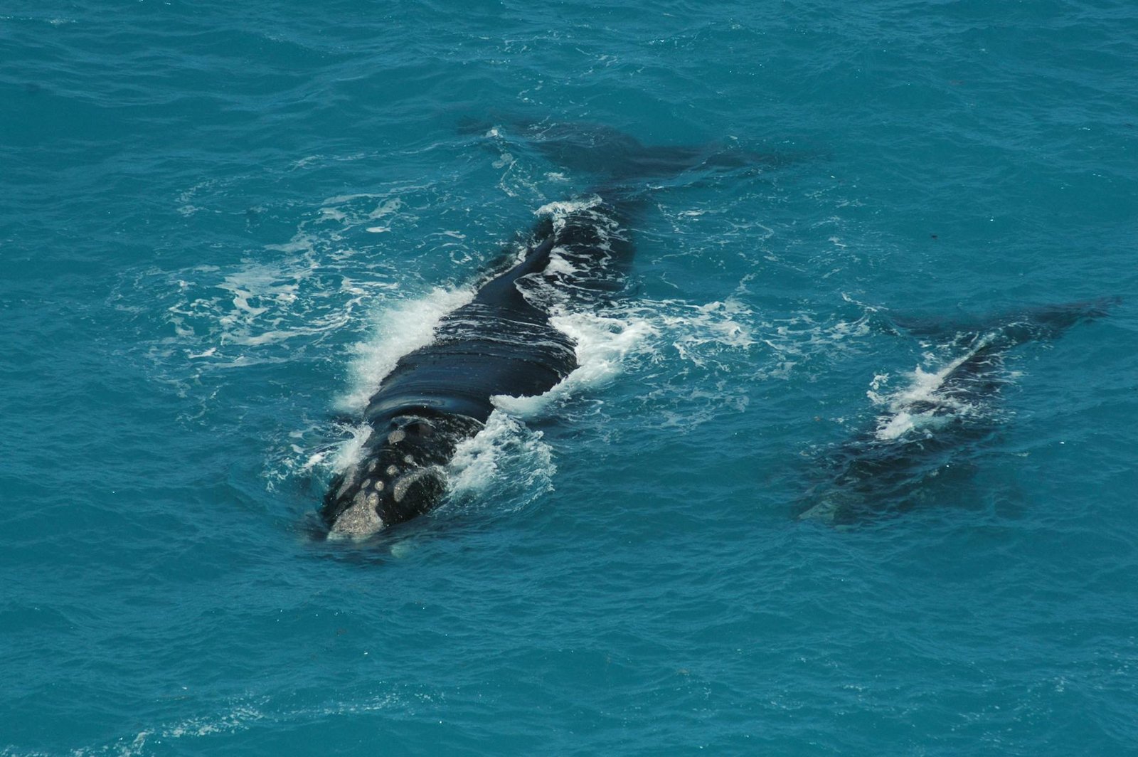 Chainlink Whale Accumulation Hits 3-Month High Amid Liquidchain Listing Buzz