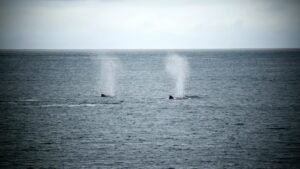 Hyperliquid Whale Faces $20.3M Wipeout as Bitcoin Nears $82,236 Liquidation Price